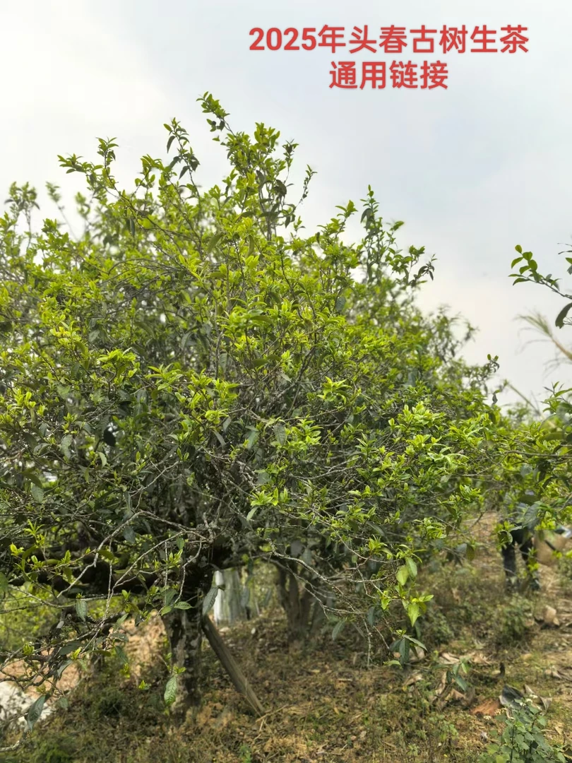 （一只小杨）2025年 头春 古树普洱生茶散茶传统工艺通用链接