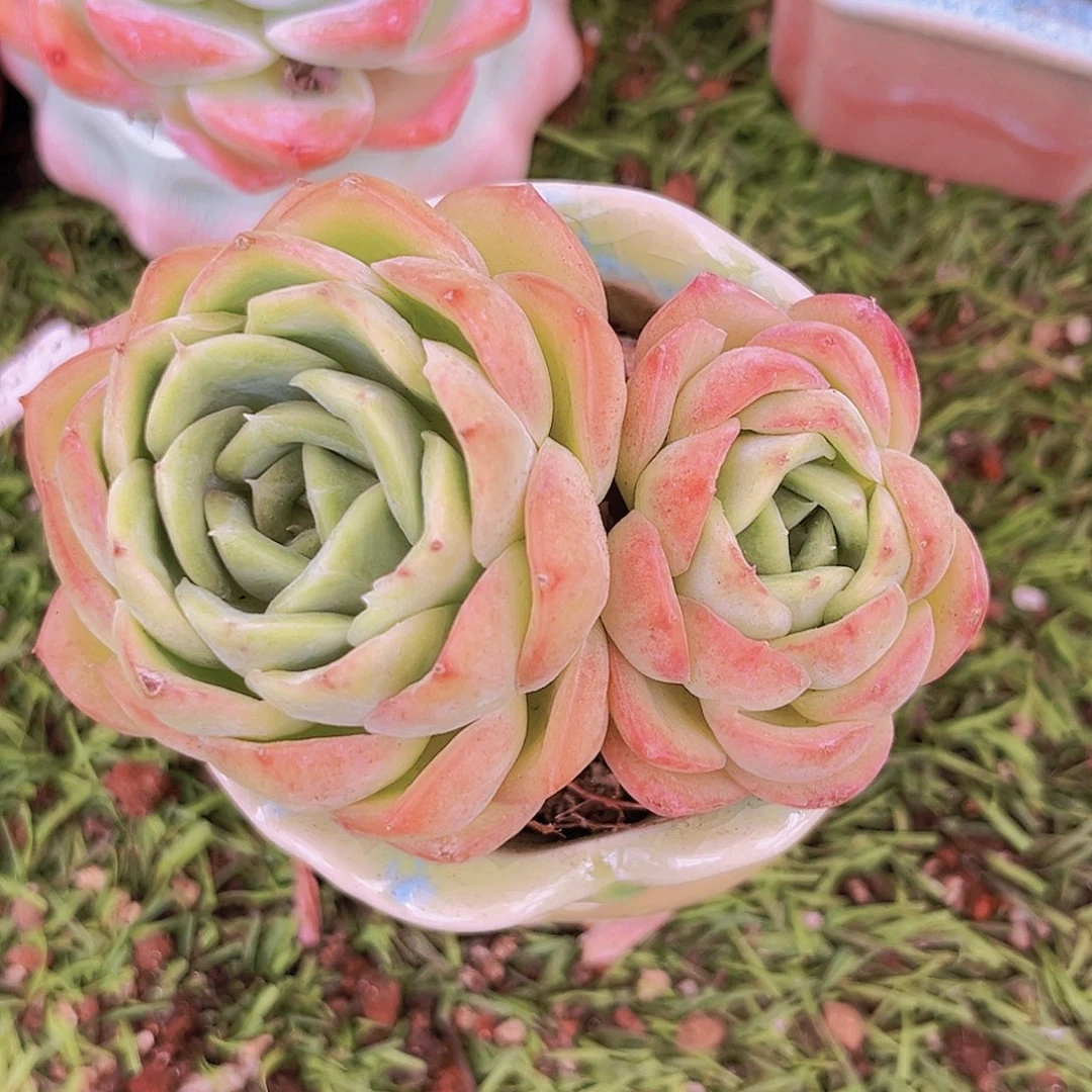 14号8888898999999999