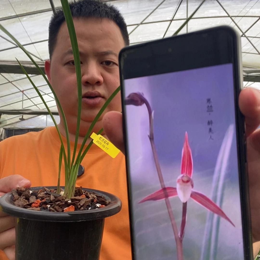 当前无花栽培后可以开花醉美人 07
