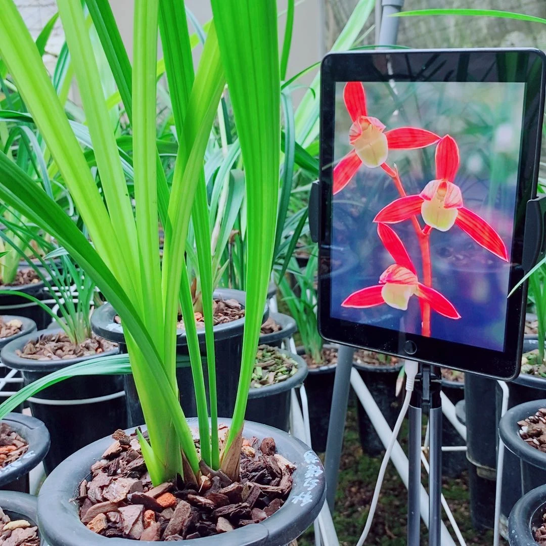 当前无花栽培后可以开花