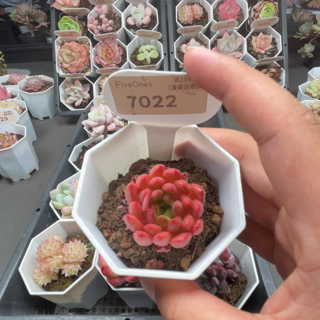 7022红宝石3.5厘米