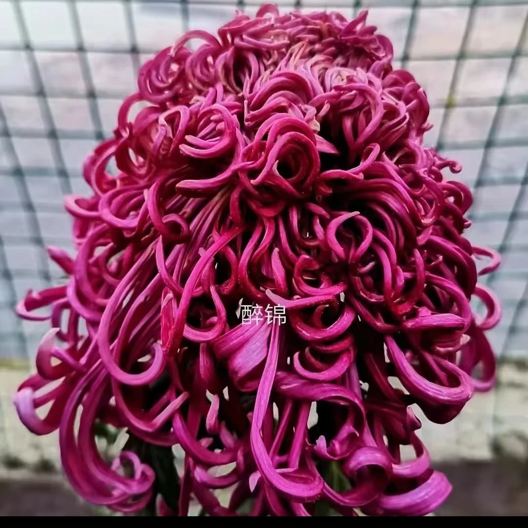 【醉锦】九月大菊花  多年生 富贵菊  牡丹菊