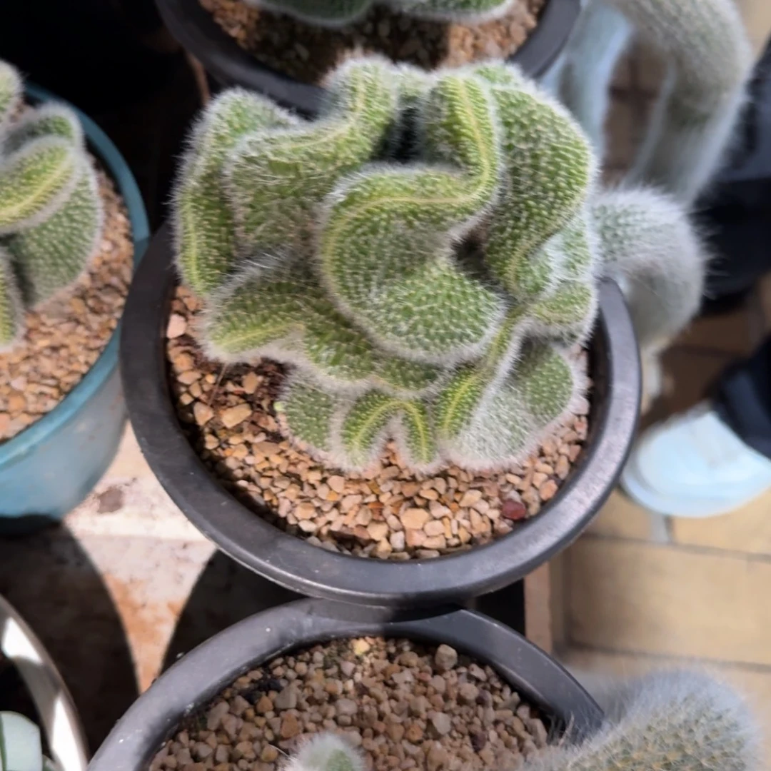 发货九尾狐多肉植物