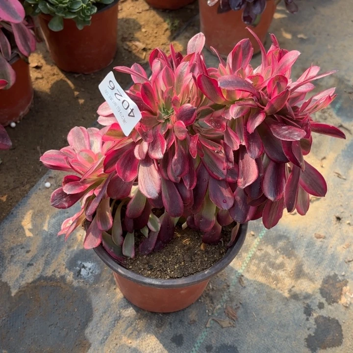 美杜莎坠多肉法师4026