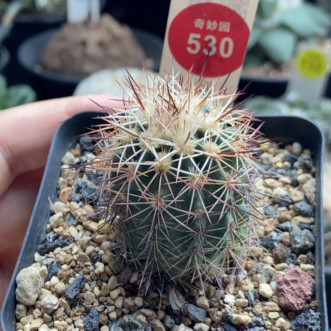 实生狂刺虾3.2cm6688