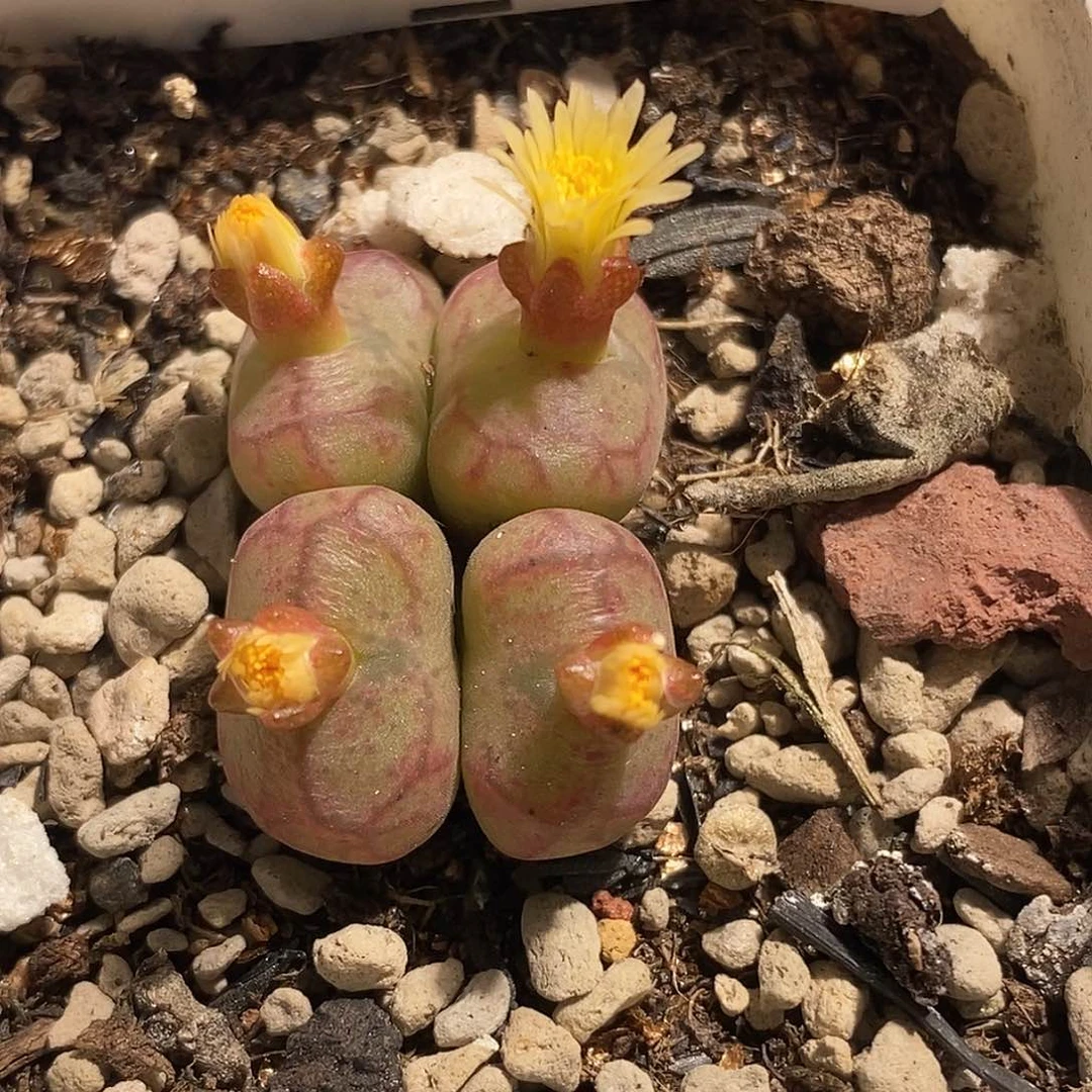 1002-69-杂交特。