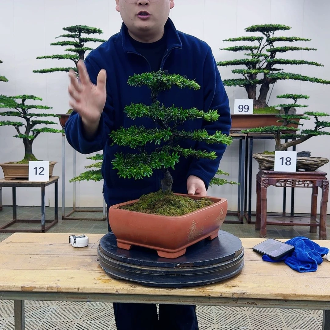 盆景米叶罗汉松盆景