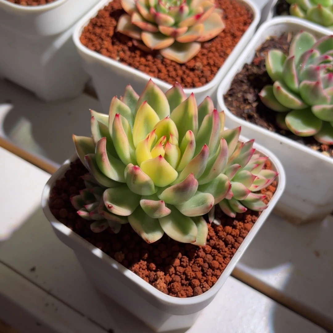 老骑兵锦多肉植物