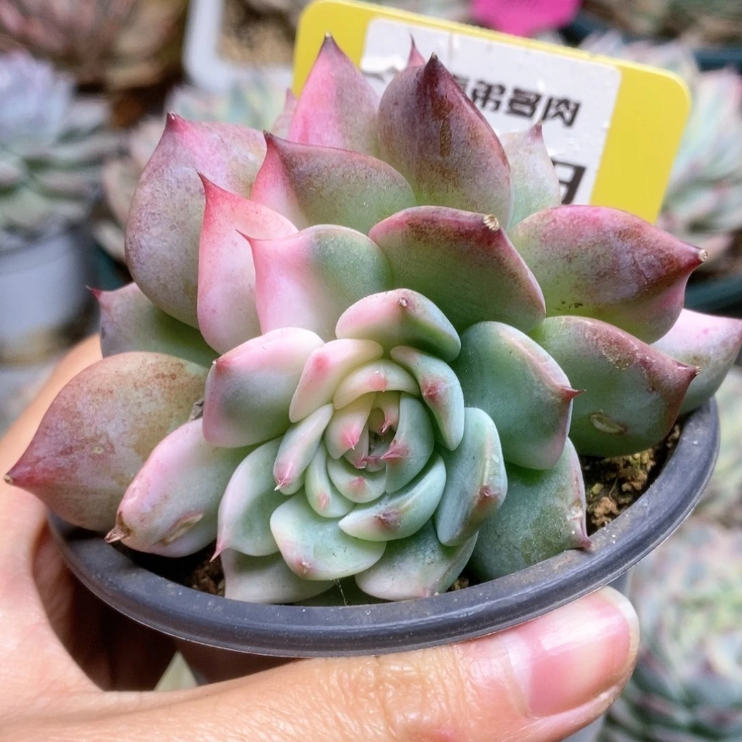 D198锦锦锦锦锦锦