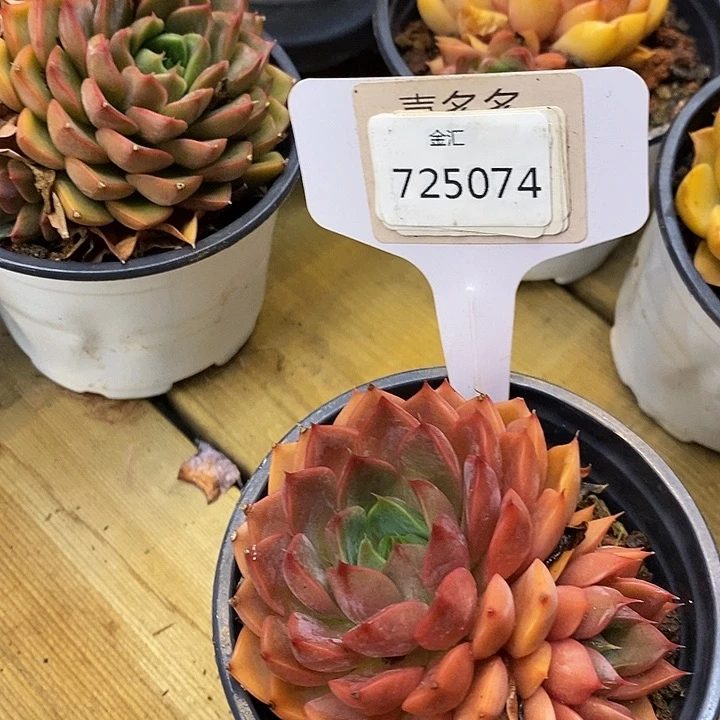 ?****?725074浪漫多多福利