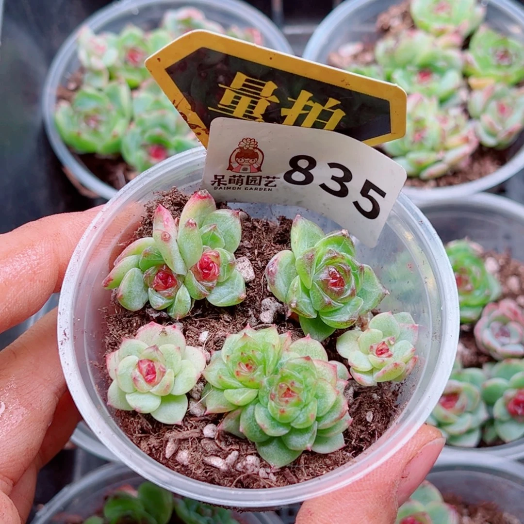 多肉植物多肉植物