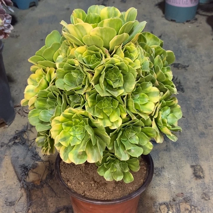 五彩琉璃多肉植物10。