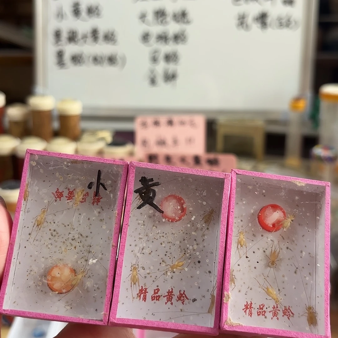 三盒小黄一盒4只不包断须尾