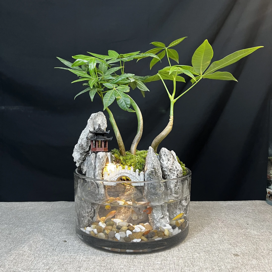 发财树室内桌面绿植景观青龙石造景可养鱼山水缸微景观
