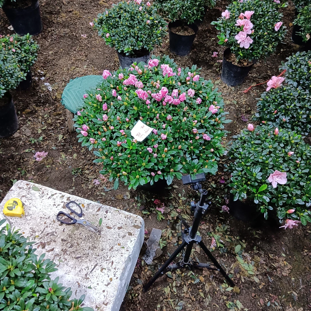 粉西玛比利时杜鹃花杜鹃花直播间现场发货盆栽