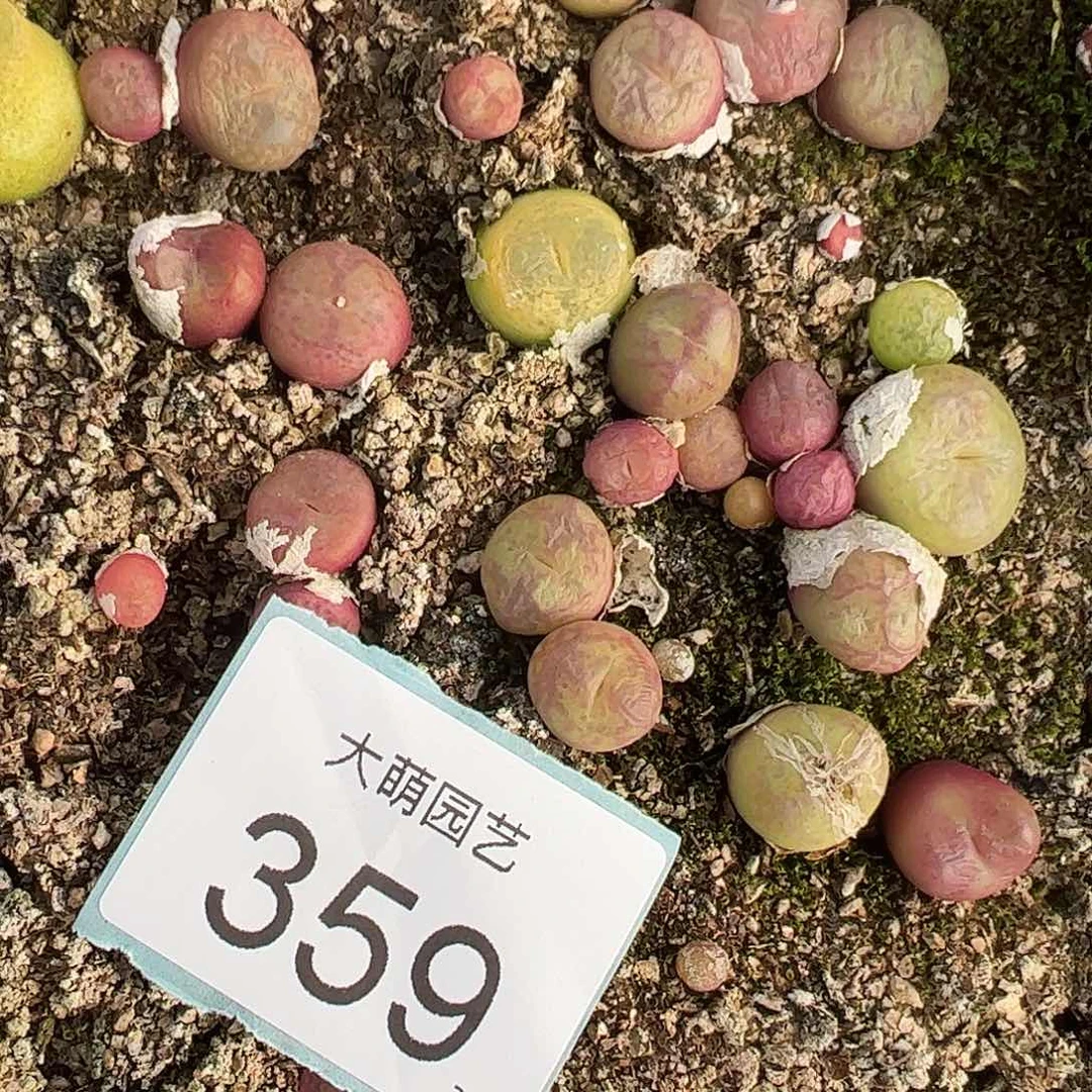 0000359量拍吕红×超墨1颗