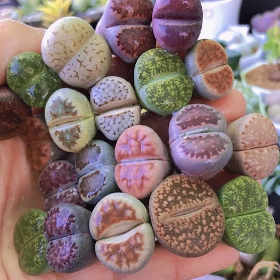 无花朵1160，1.8-2.2厘米20颗