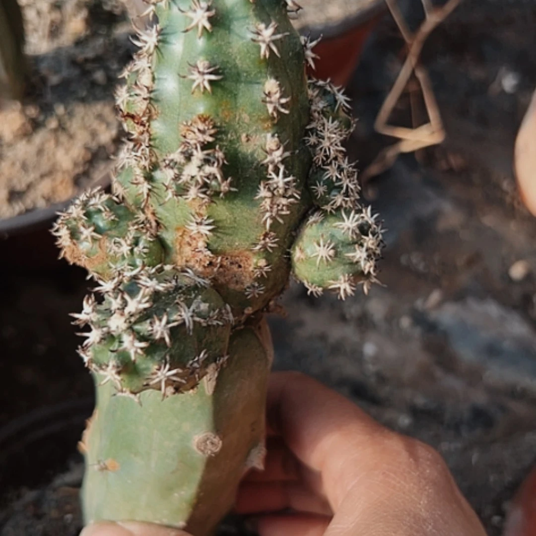 【闪购商品】947青花虾瑕疵