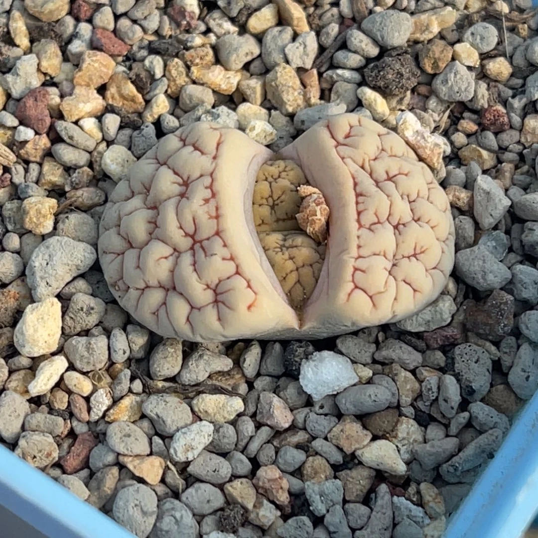 7293凹凸红纹189一颗