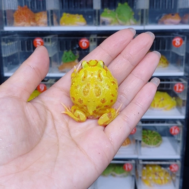角蛙恭喜发财大吉大利