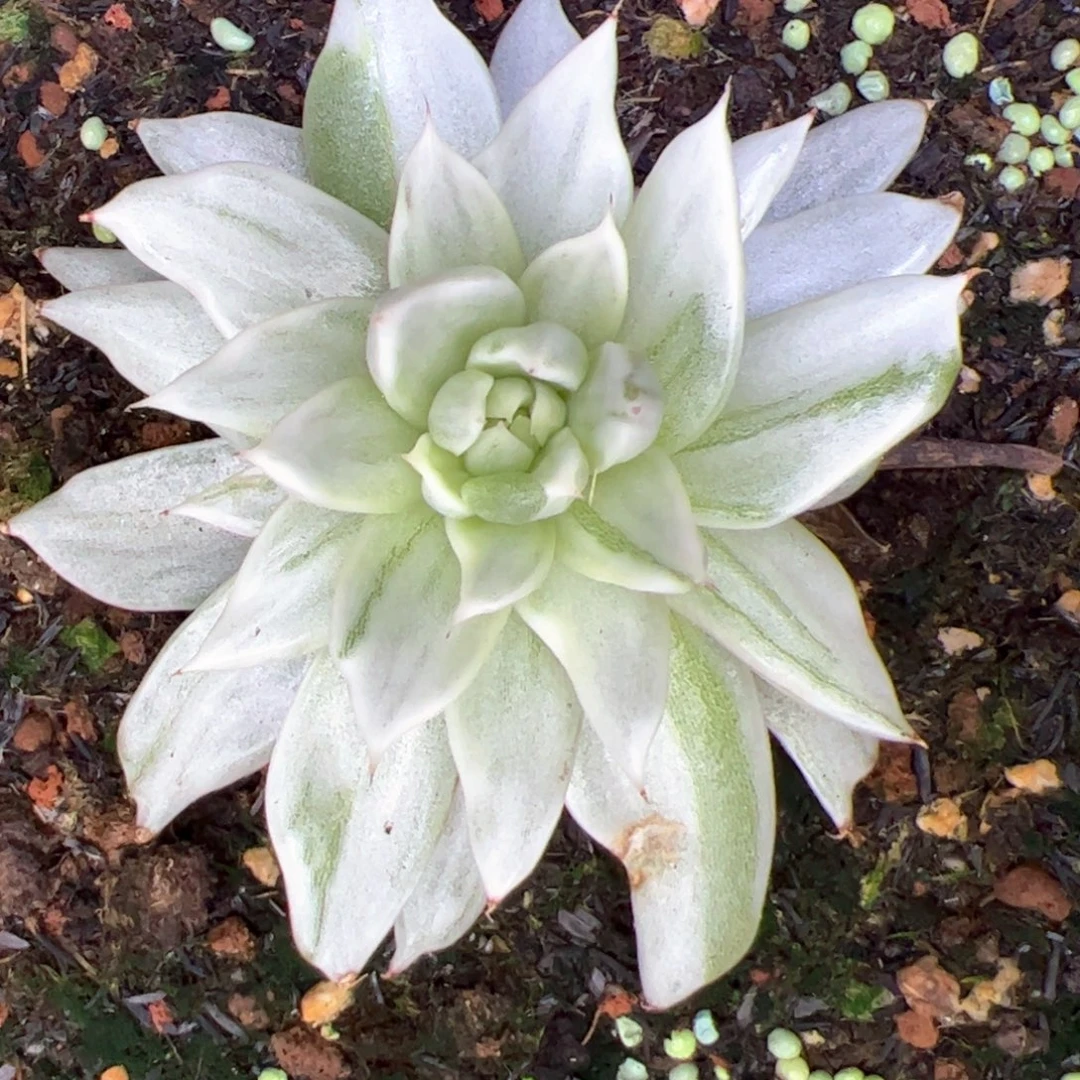 西瓜锦，多肉植物组合