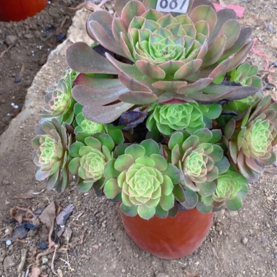 无花朵887多肉植物雨荷