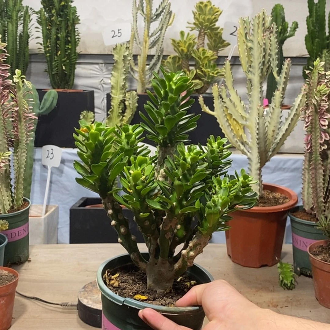 当前无花朵，栽培后可花朵无刺霸王鞭