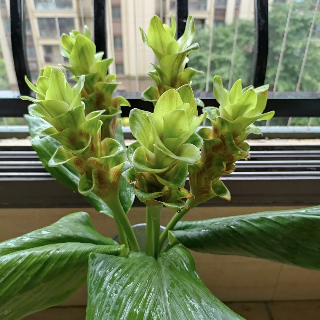 绿色姜荷花盆栽庭院阳台多年生植物喜光照易养护