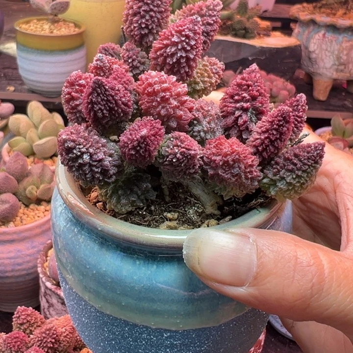 杨***真吉祥如意的大人物们在这里