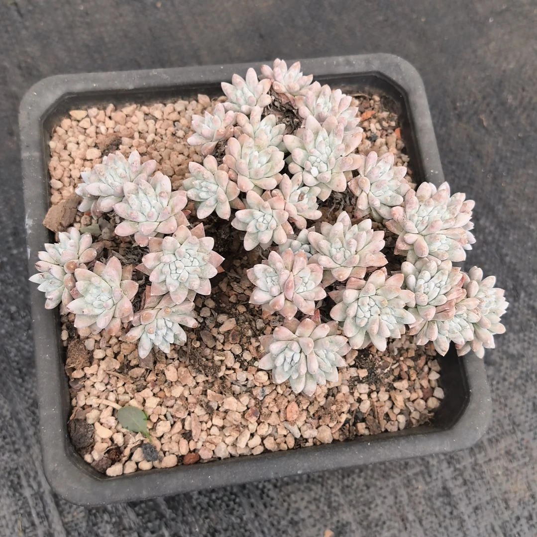 无花朵格诺玛，多肉植物