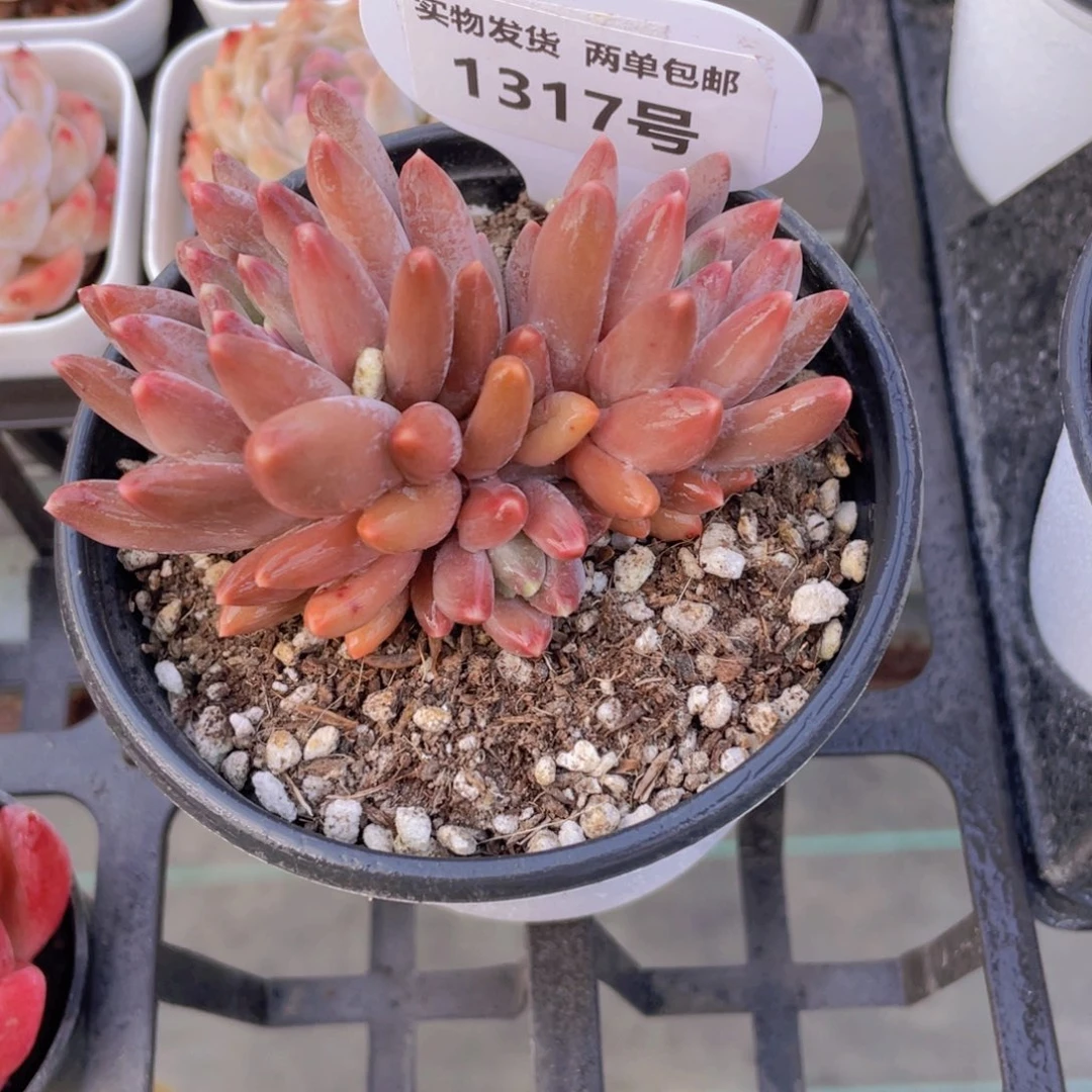 1317号乌拉克拉三头