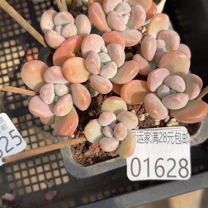 幸运儿是一位非常优秀且