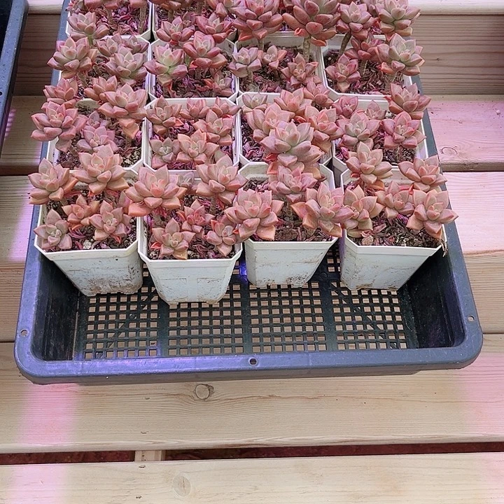 姬胧月多肉植物啊