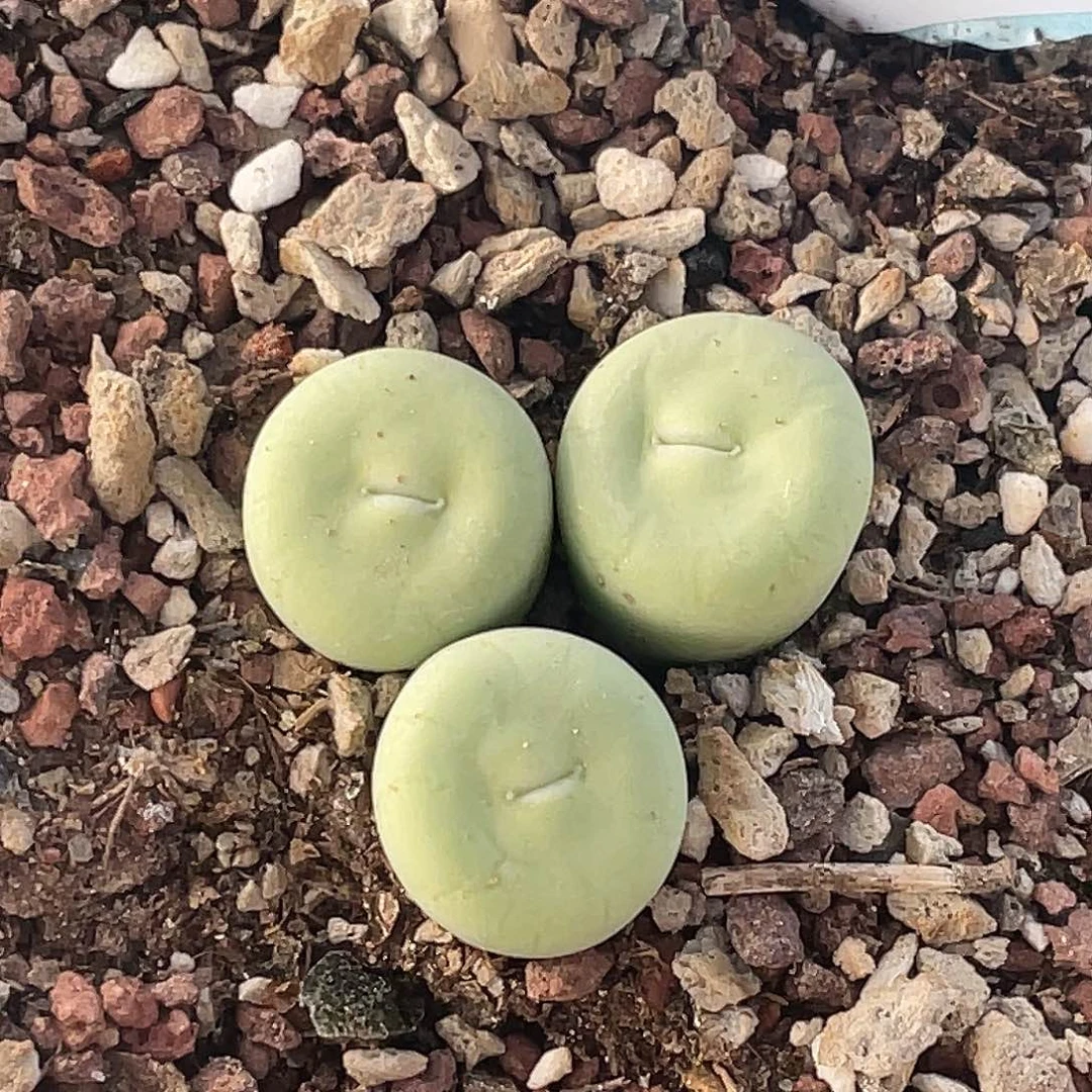 27-68嘴多肉植物肉锥