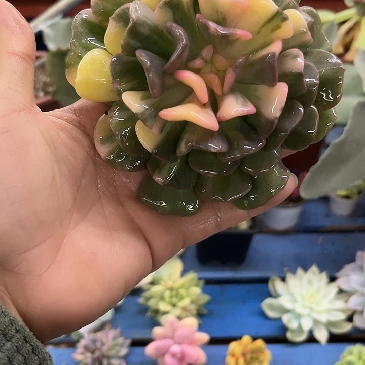 603雪精灵彩锦13厘米