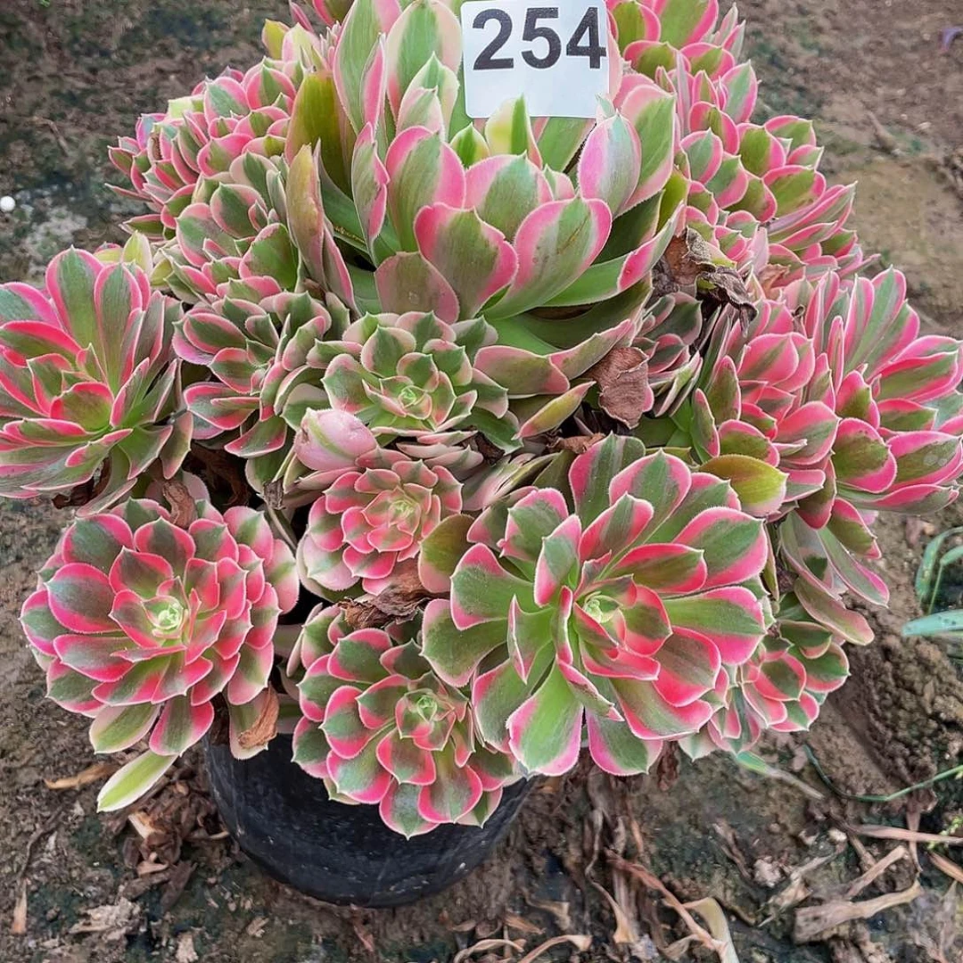 多肉法师254号花样发货不包损