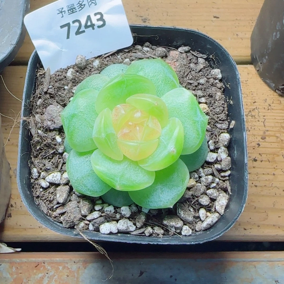 追月，7243多肉植物