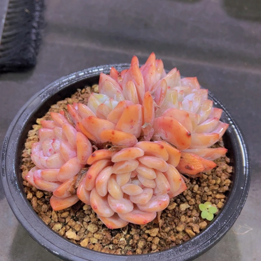 心**飞韩橙，多肉植物