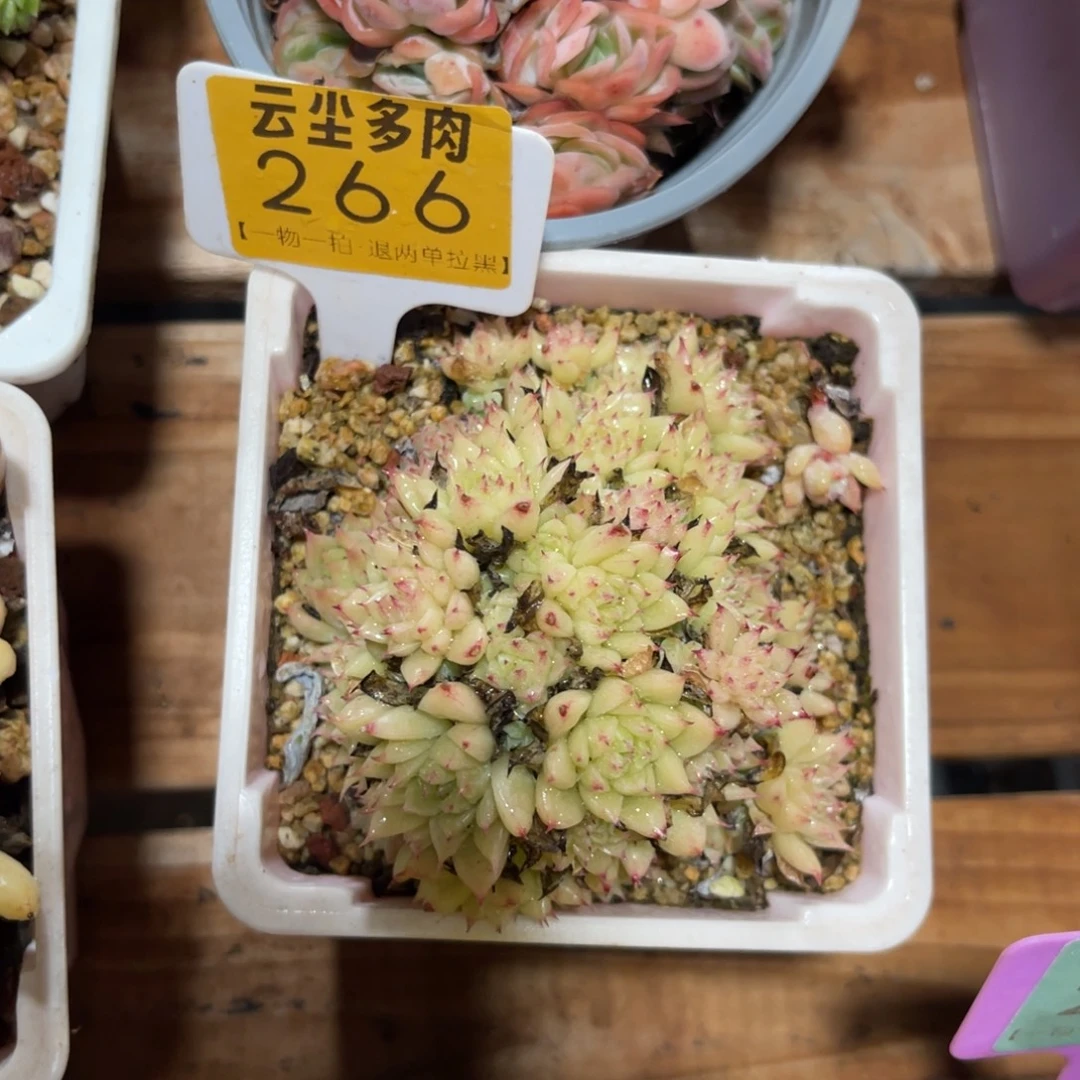 我***宝云尘多肉一物一拍266