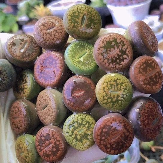 无花朵1070，1.7-2厘米老皮微瑕19颗