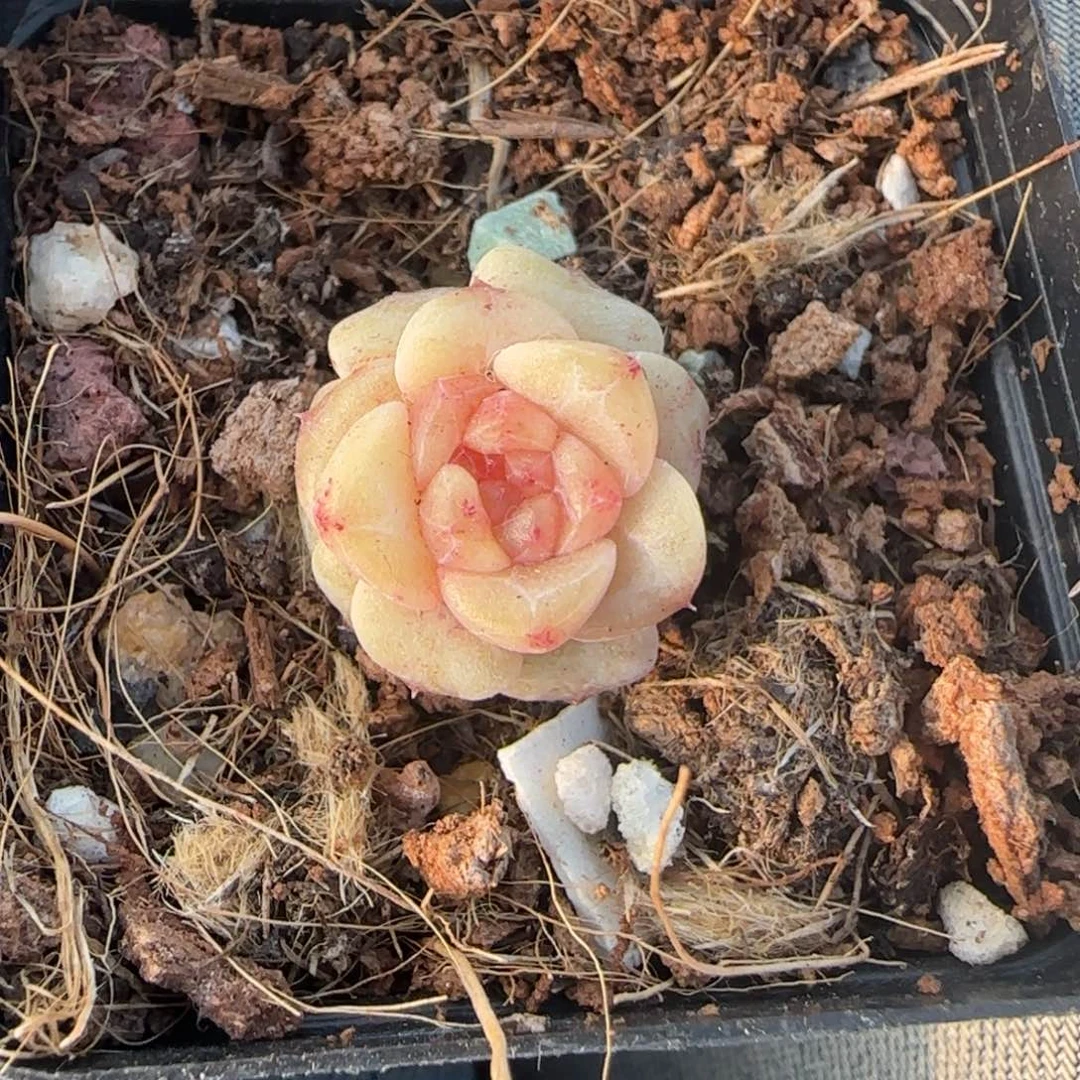 多肉小卡拉米糖心一物一拍