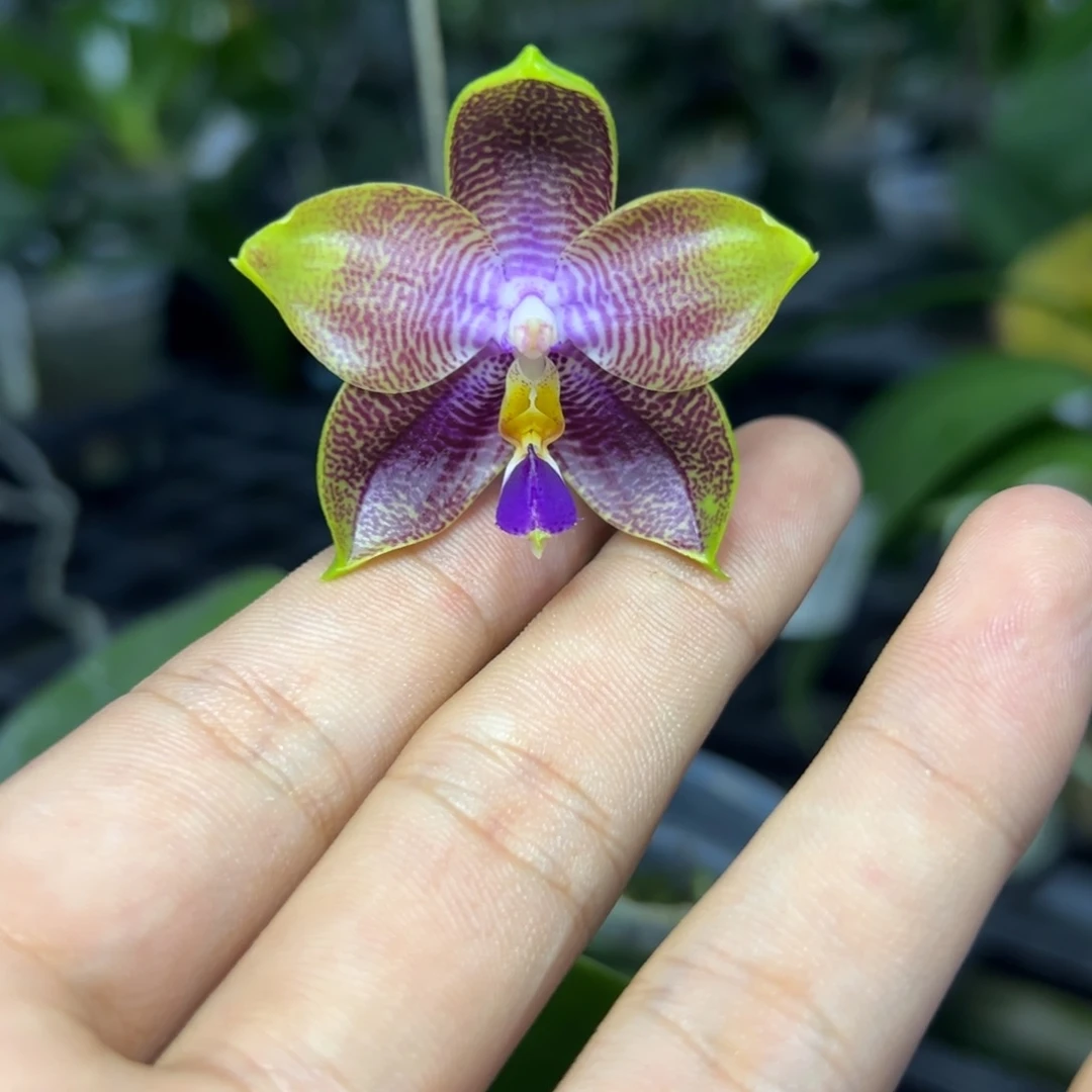 完全开放l202三寸ys1166