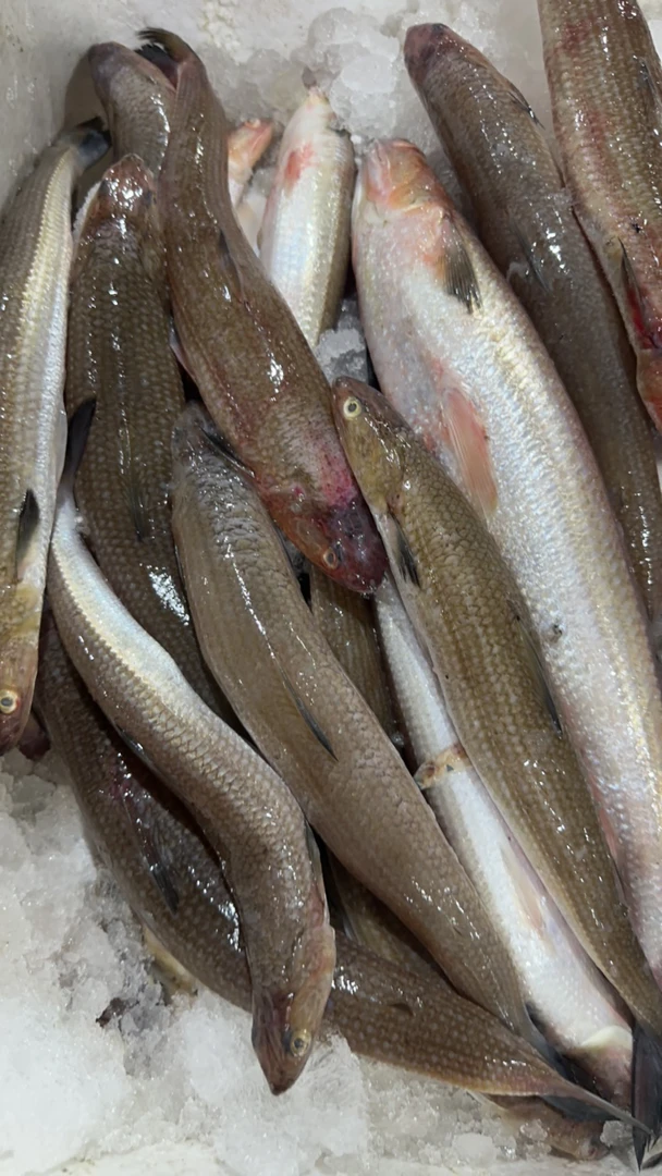 汕尾本港野生丝网那歌鱼，中丁鱼，九棍鱼，大条