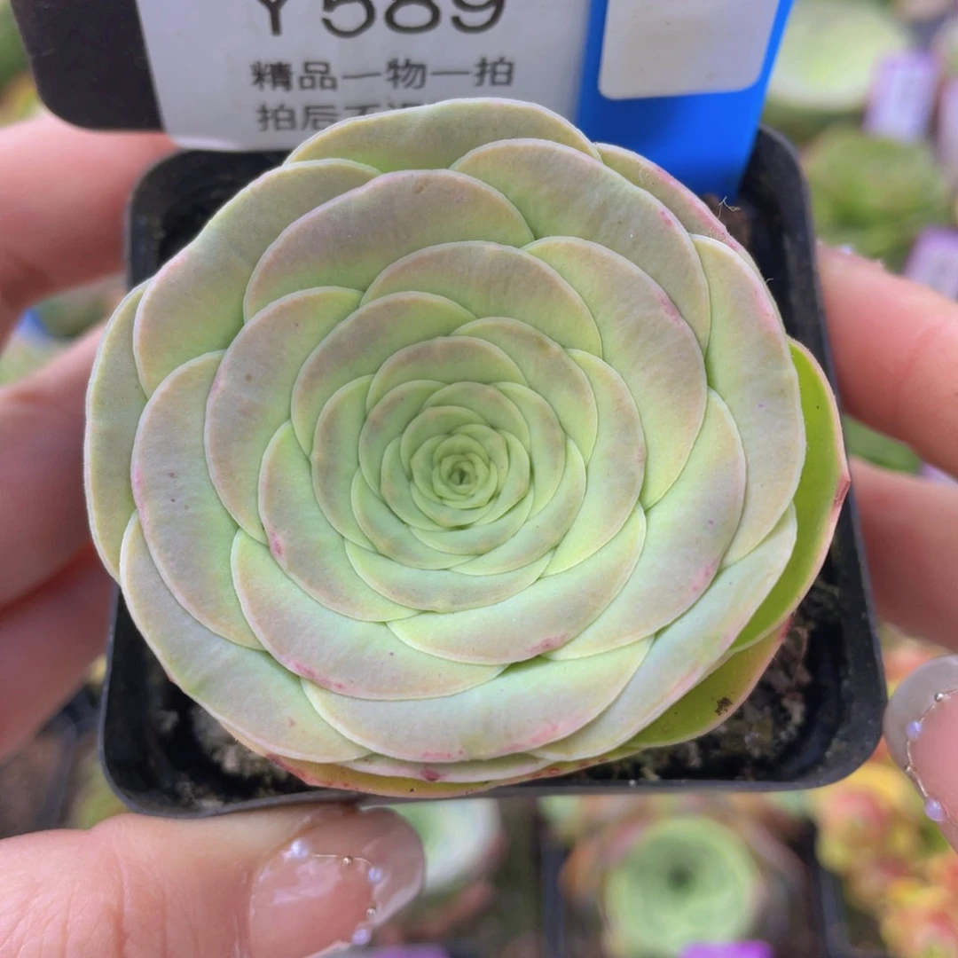 楚玛玫瑰一物一拍589