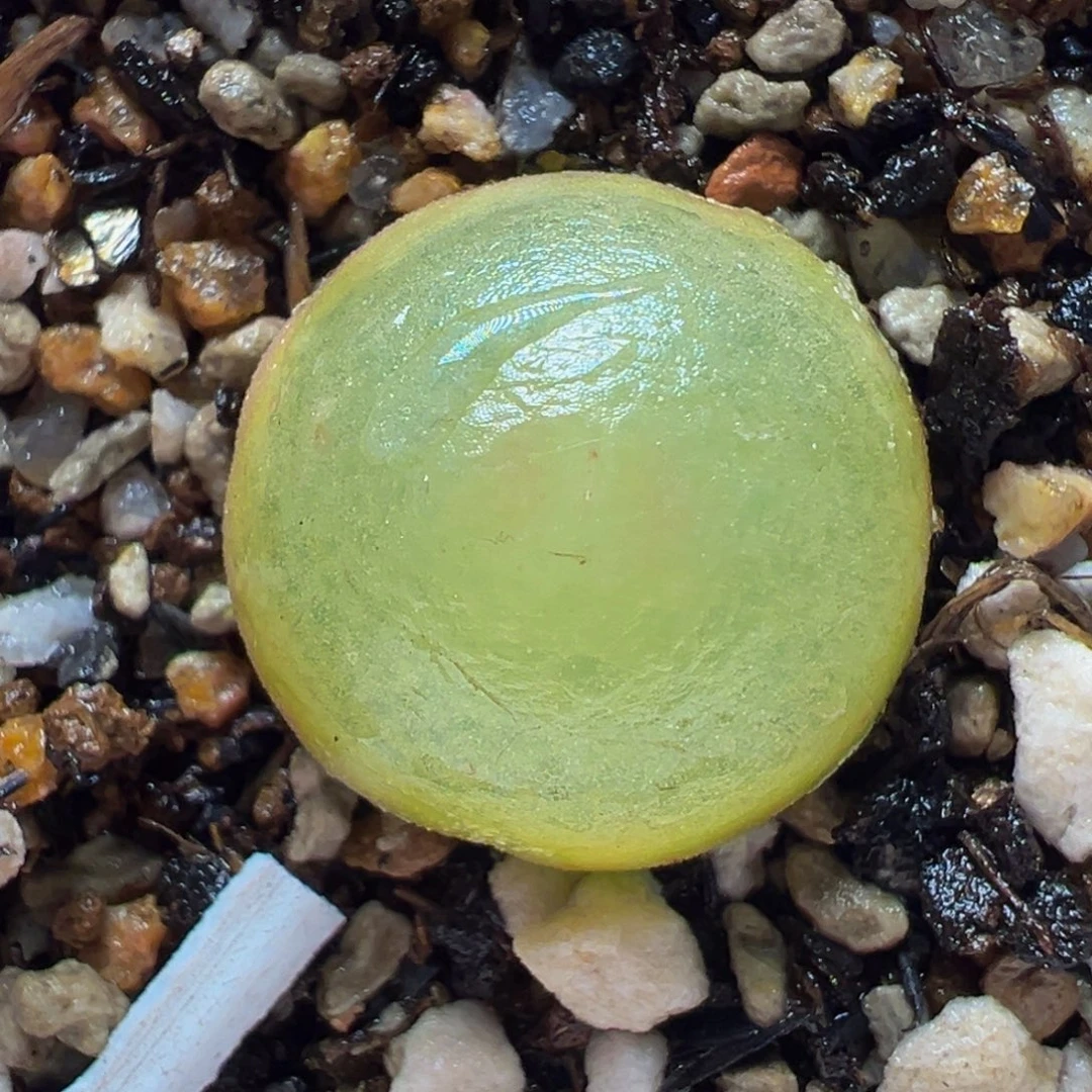 灯泡多肉植物百科