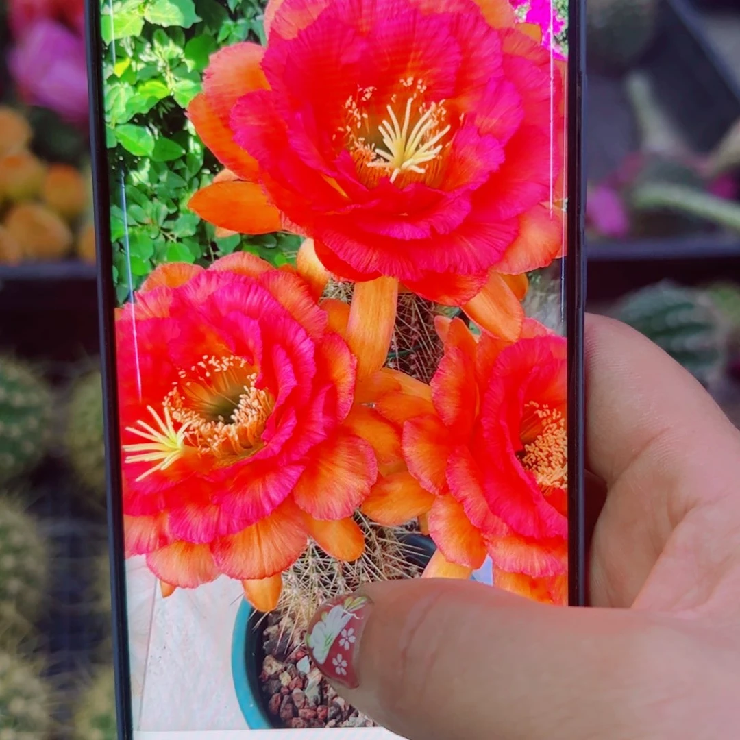 下85毛荣光歪无根侧芽4公分左右20包邮