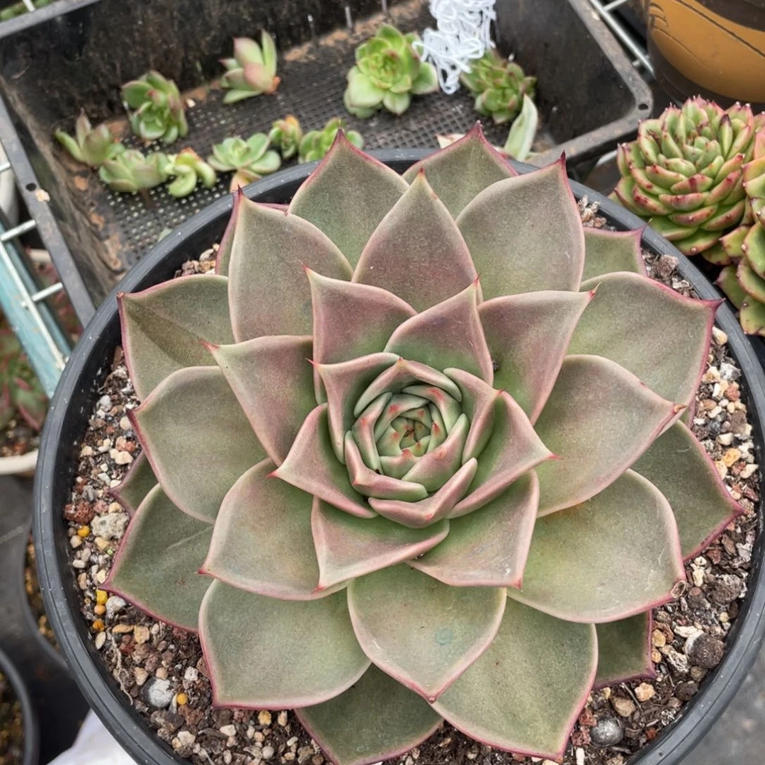 多肉植物多肉植物3109