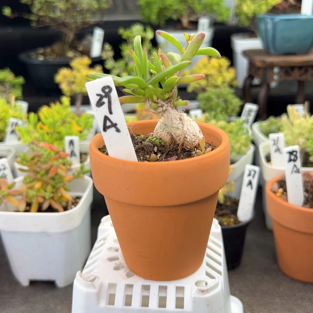 陶土盆造型根冰花29号
