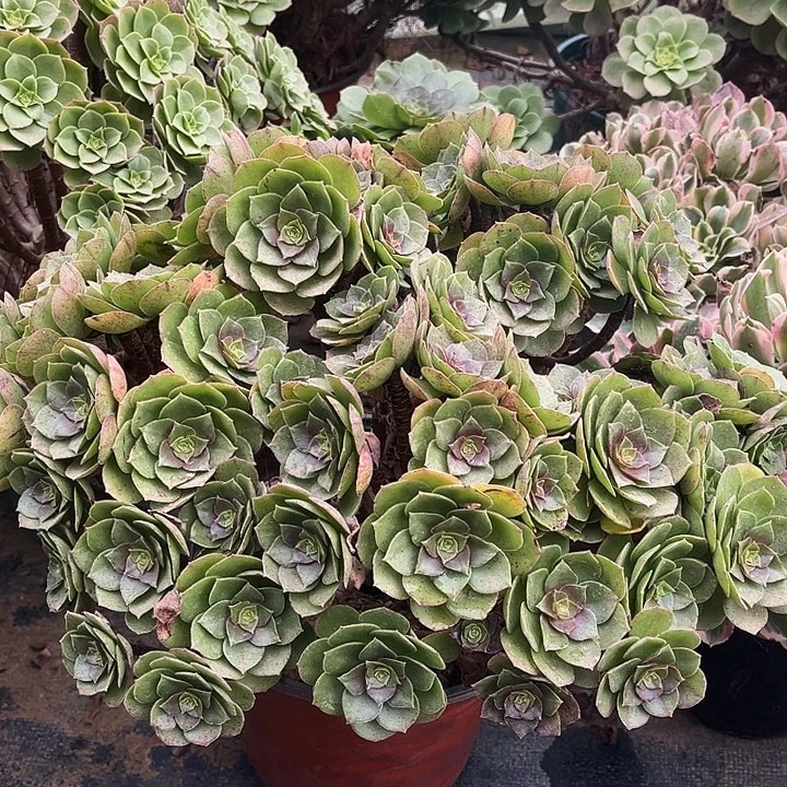 多肉植物万圣节101号