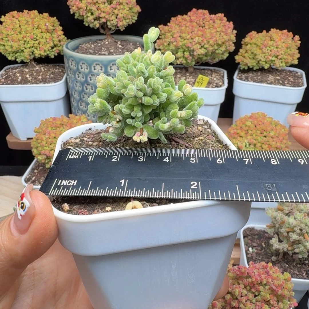 萌****呀a42号月曲冠服5厘米z y